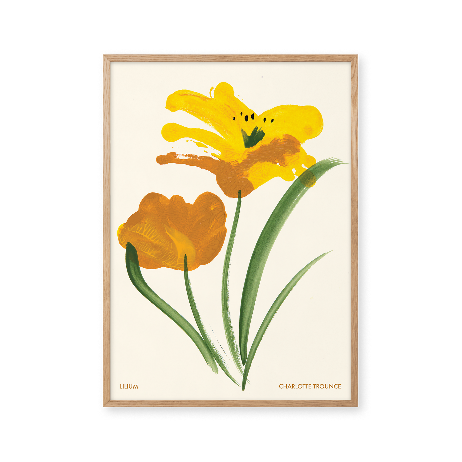 Lilium