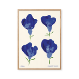 Lobelia