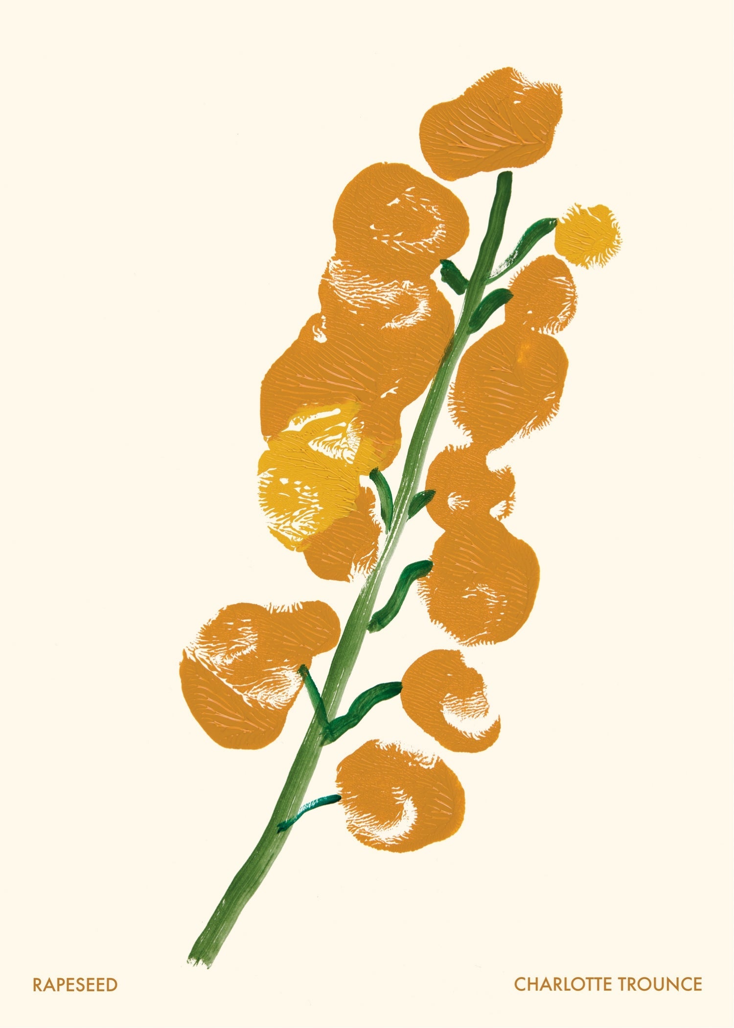 Rapeseed