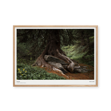 Rooted, Rock Solid